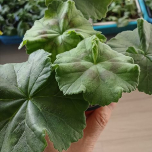 러시아제라늄 분양 고슴도치