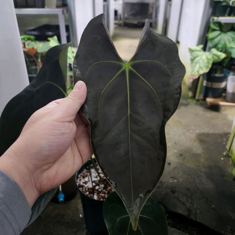 안스리움 레이븐하트 포게티 다크폼 대품--2