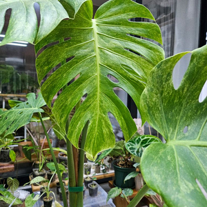 몬스테라 델리시오사 더블민트 가격문의주세요!