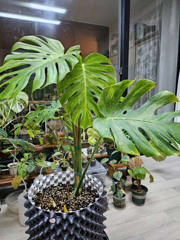 몬스테라 델리시오사 더블민트 가격문의주세요!--1