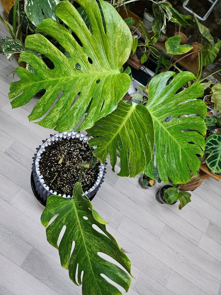 몬스테라 델리시오사 더블민트 가격문의주세요!--2