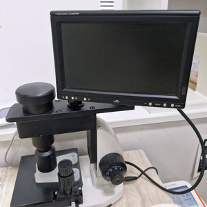 모낭충 현미경 이미지