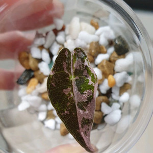 알로카시아 노빌리스 화이트 핑크 바리에가타