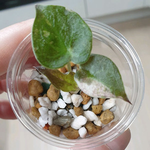 알로카시아 웬티 바리에가타