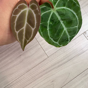 안스리움 크리스탈리넘