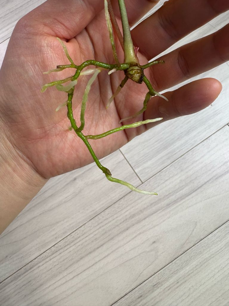 안스리움 크리스탈리넘--1