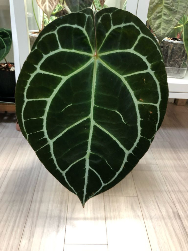 안스리움 크리스탈리넘--2