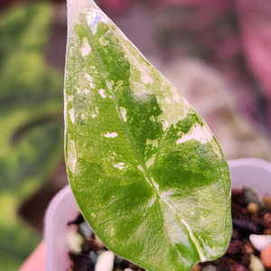 알로카시아 스카브리어스큘라 화이트핑크 바리에가타