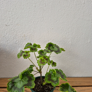 제라늄 Mrs나이팅게일의 밤(택포)