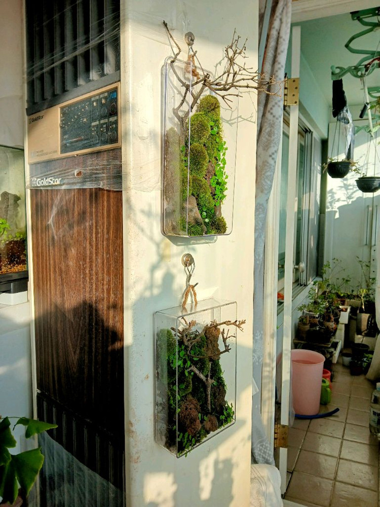 벽걸이 액자 테라리움 등등 여러가지 테라리움 정리합니다--1