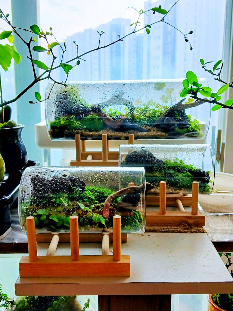벽걸이 액자 테라리움 등등 여러가지 테라리움 정리합니다--3