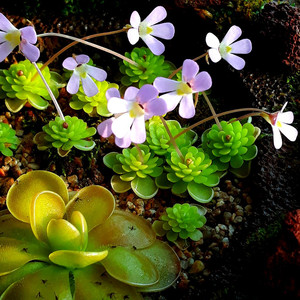 벌레잡이 제비꽃 떼밭 작품 여러가지 정리합니다