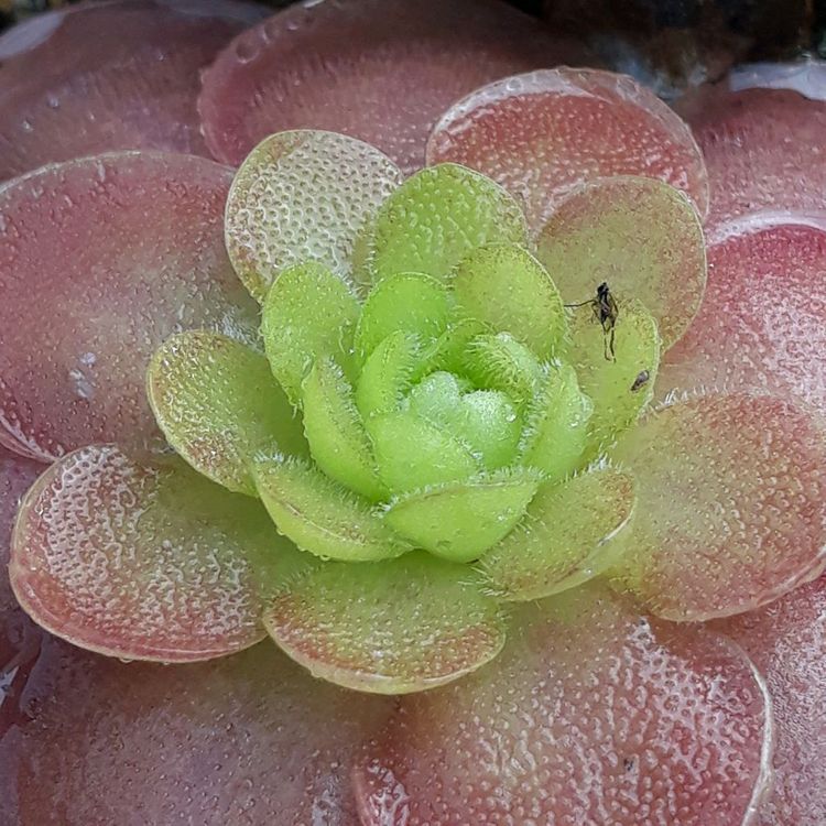 벌레잡이 제비꽃 떼밭 작품 여러가지 정리합니다--1