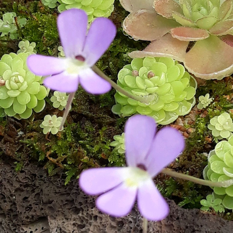 벌레잡이 제비꽃 떼밭 작품 여러가지 정리합니다--2