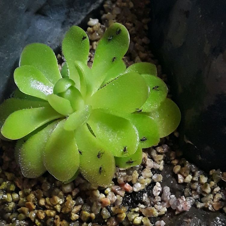 벌레잡이 제비꽃 떼밭 작품 여러가지 정리합니다--3