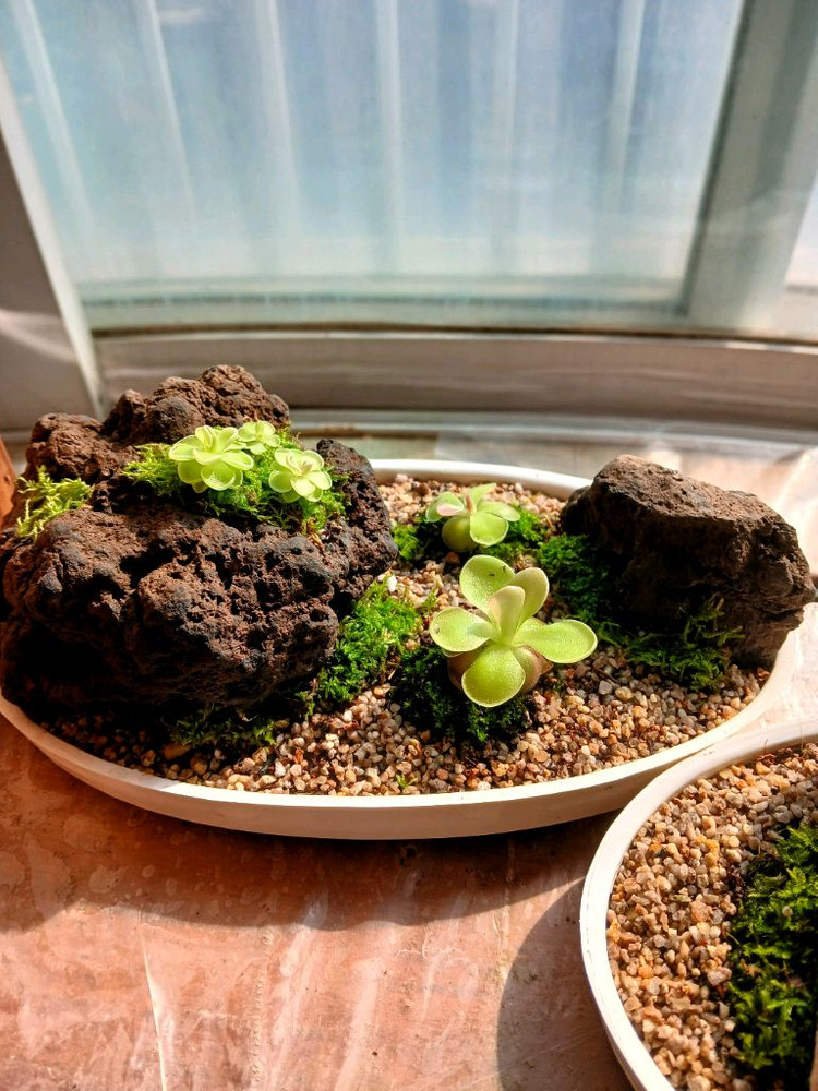 벌레잡이 제비꽃 떼밭 작품 여러가지 정리합니다--4