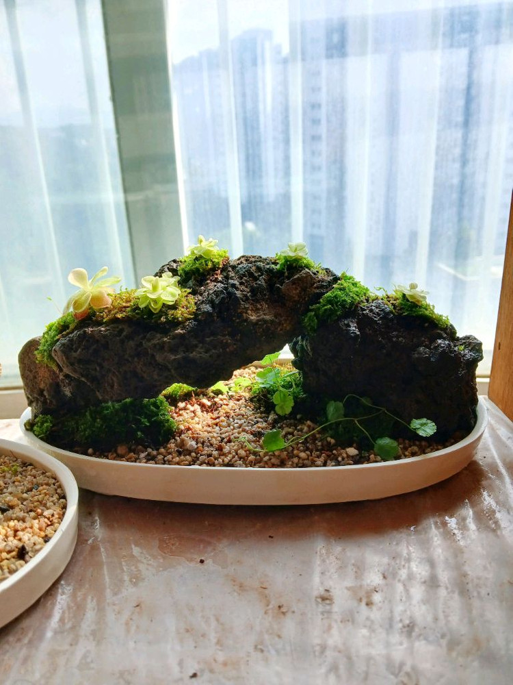 벌레잡이 제비꽃 떼밭 작품 여러가지 정리합니다--5