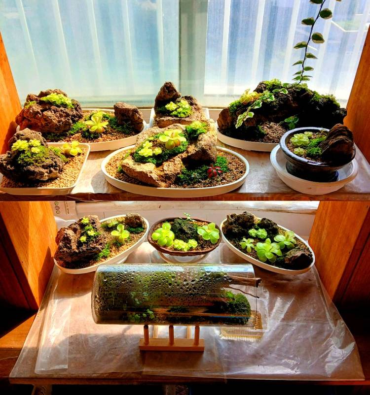 벌레잡이 제비꽃 떼밭 작품 여러가지 정리합니다--7