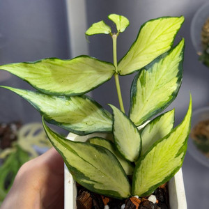 호야 폴리네우라 이너바리