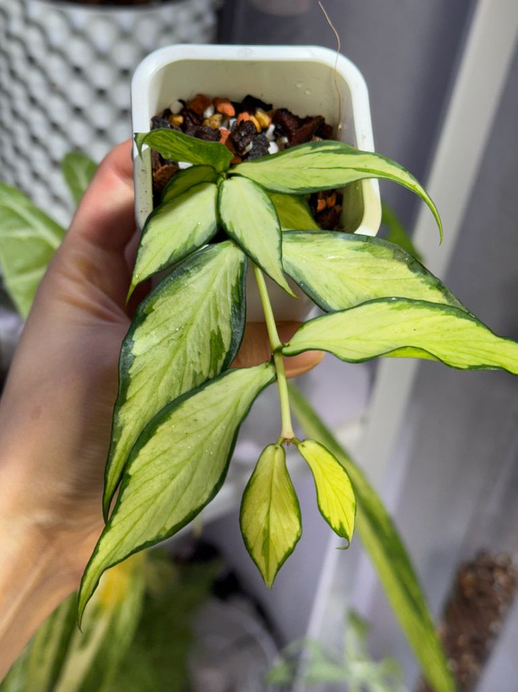 호야 폴리네우라 이너바리--1