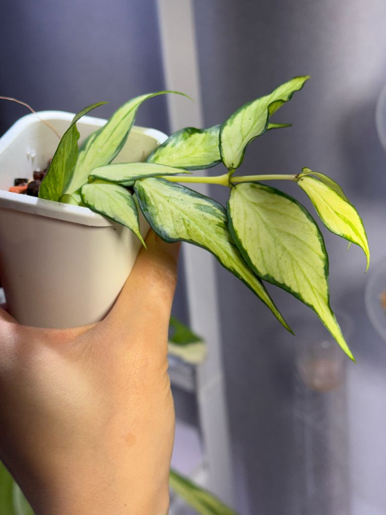 호야 폴리네우라 이너바리--2