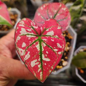 칼라디움 레드탱고(크리스마스)