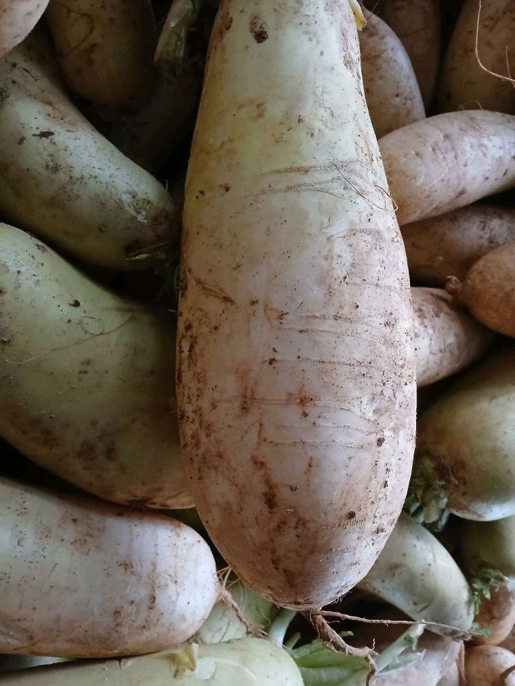 전남 황 토 밭 무우 1kg 600원 이미지