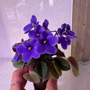 미니바이올렛 리틀아주라이트