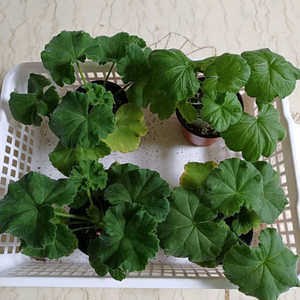 Ta아나스타샤와 제라늄3종