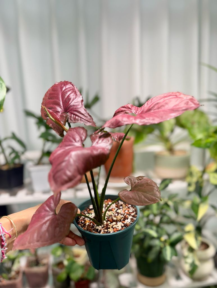 핑크 싱고니움--1