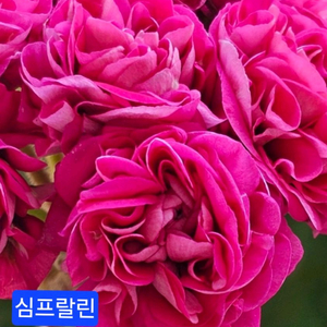 심프랄린 러시아제라늄