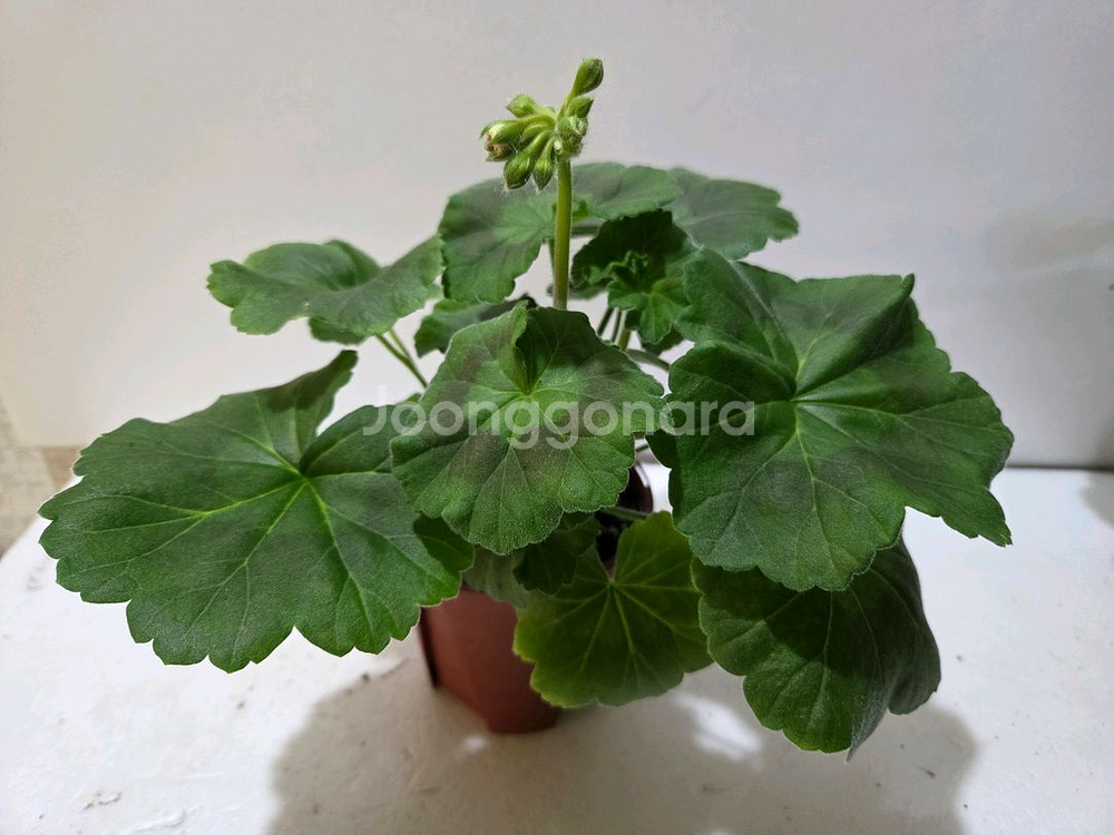 심프랄린 러시아제라늄--1