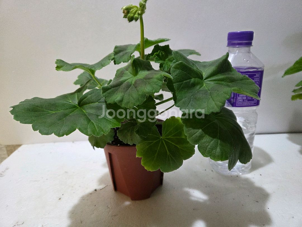 심프랄린 러시아제라늄--2