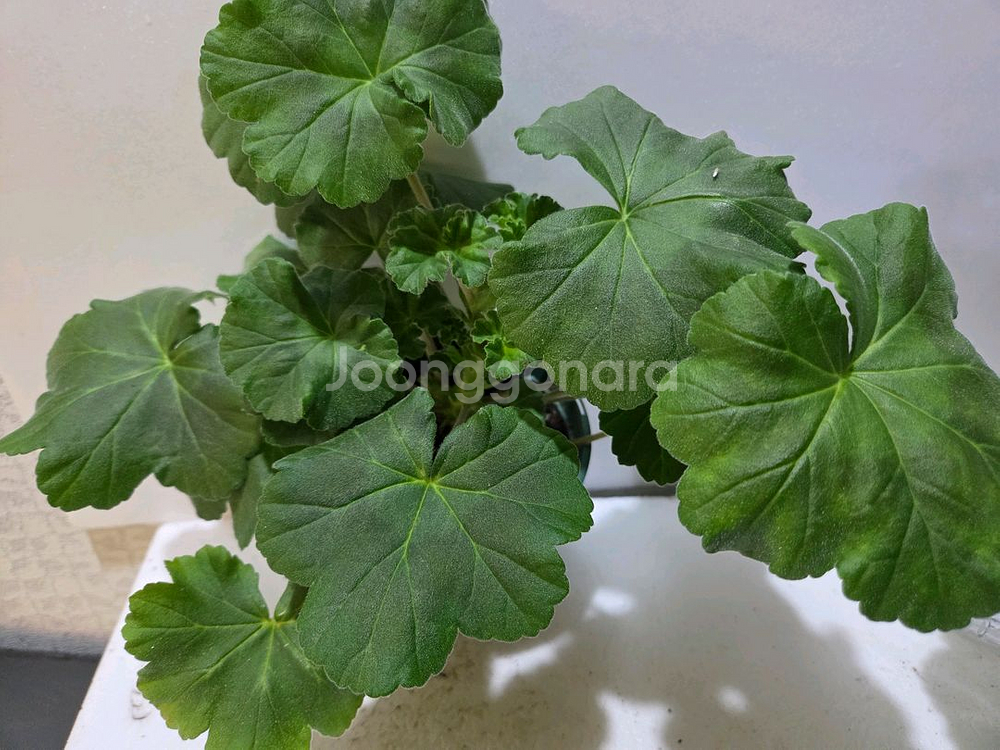 판나예프로시니아 러시아제라늄 대품--1