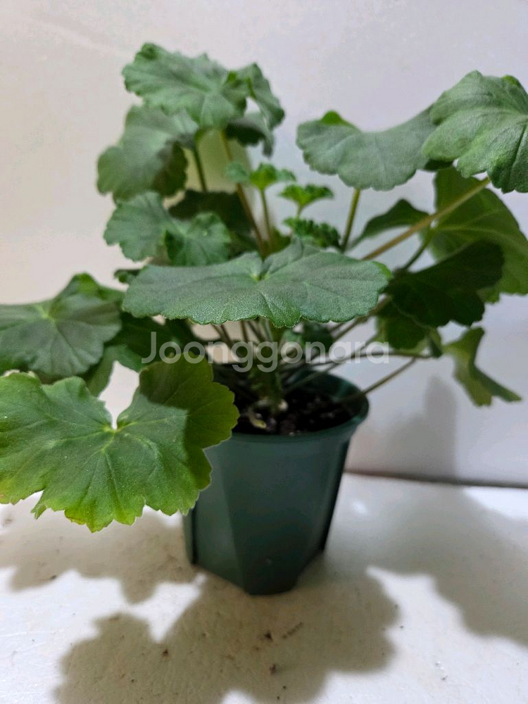 판나예프로시니아 러시아제라늄 대품--2