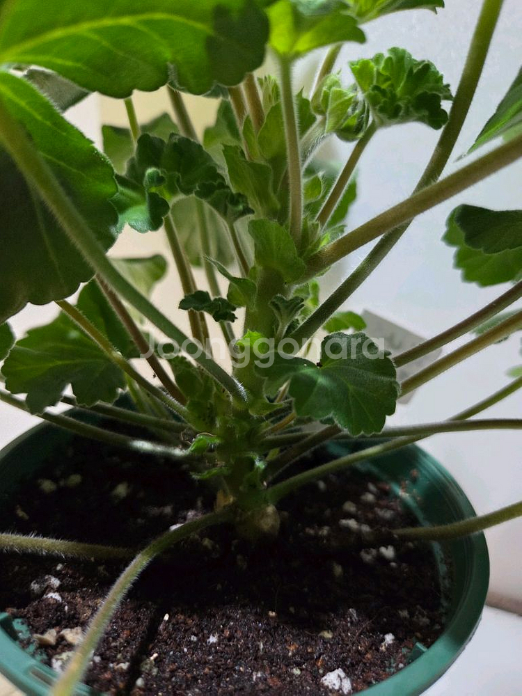 판나예프로시니아 러시아제라늄 대품--3