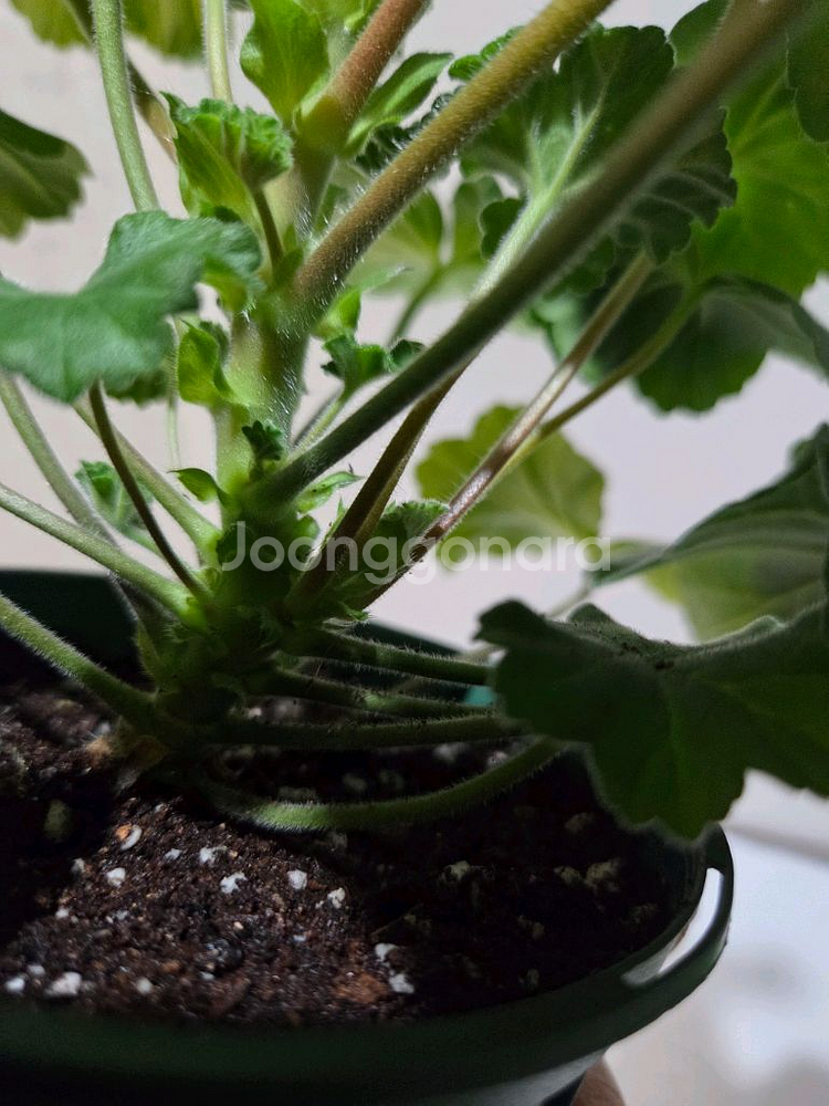 판나예프로시니아 러시아제라늄 대품--4