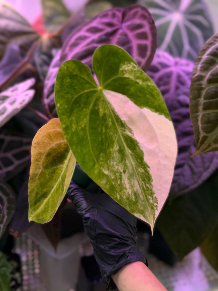 안스리움 크리스탈리넘 하이브리드 바리에가타--6