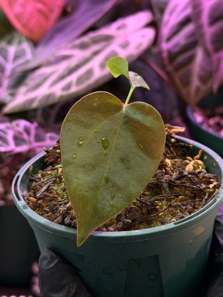 안스리움 sp nov df--2