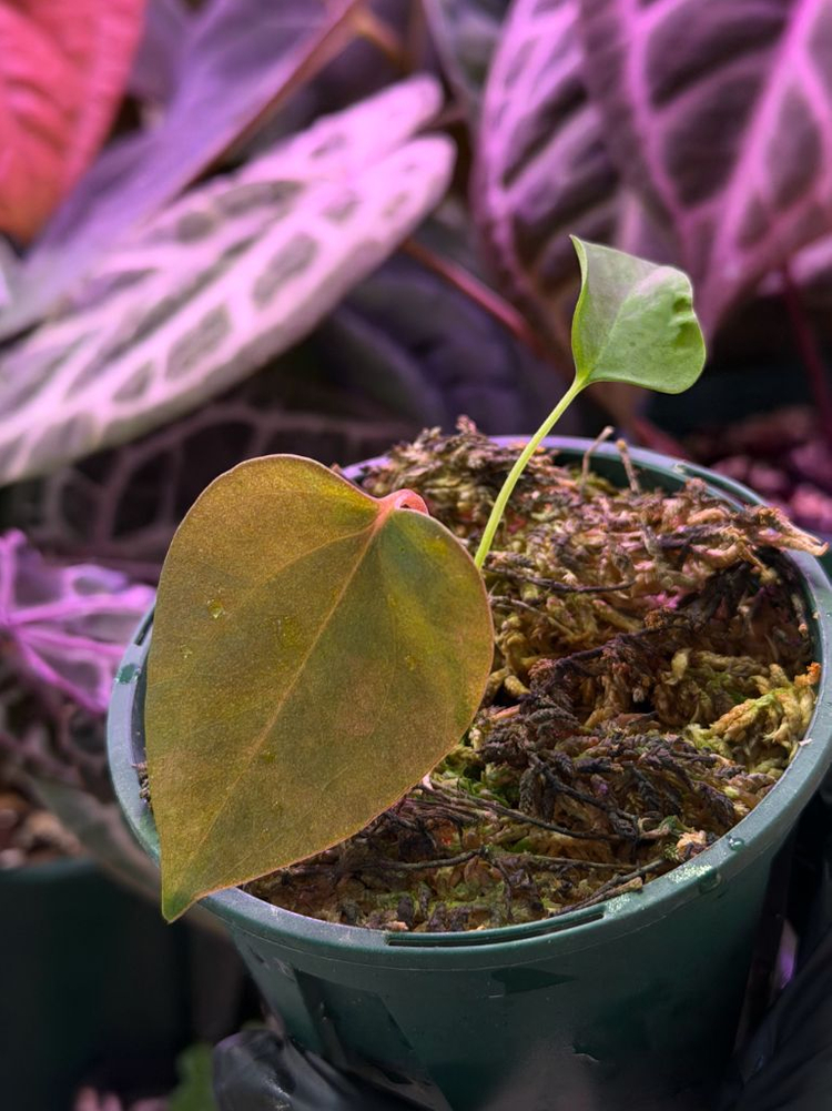 안스리움 sp nov df--3