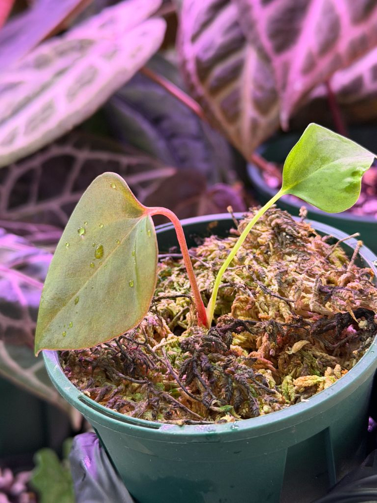 안스리움 sp nov df--4