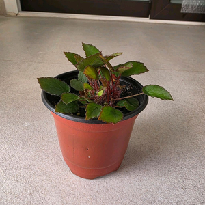 베고니아 완켈코웨이니 개체수나누지않았습니다