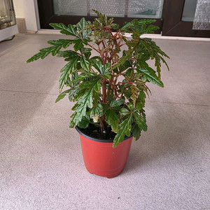 베고니아 폴리로엔시스 개체수나누지않았습니다