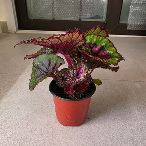 베고니아 더치 스플렌덜 개체수나누지않았습니다