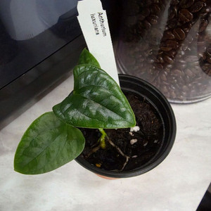 안스리움 럭셔리안스(에콰제네라) 이미지