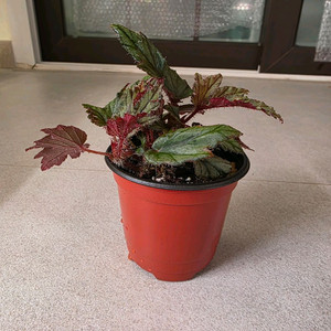 베고니아 재기 개체수나누지않았습니다