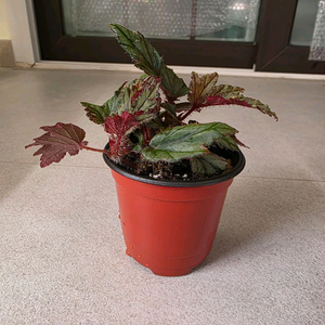 베고니아 재기 개체수나누지않았습니다