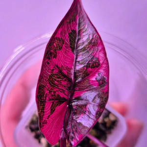 알로카시아 유카탄핑크 바리에가타