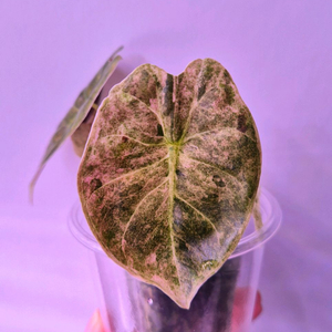 알로카시아 골든본 핑크 바리에가타