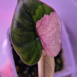 알로카시아 유카탄핑크 바리에가타